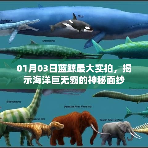 蓝鲸神秘面纱揭秘，实拍最大海洋巨兽