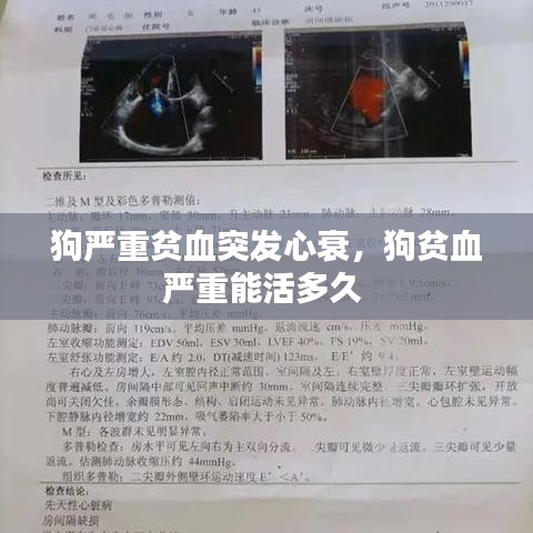 狗严重贫血突发心衰，狗贫血严重能活多久 
