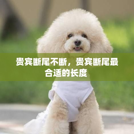 贵宾断尾不断，贵宾断尾最合适的长度 