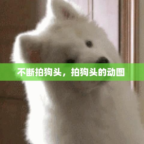 不断拍狗头，拍狗头的动图 