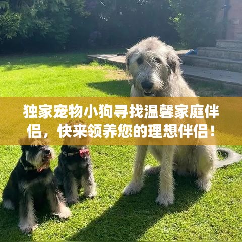 独家宠物小狗寻找温馨家庭伴侣，快来领养您的理想伴侣！