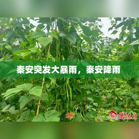 秦安突发大暴雨，秦安降雨 