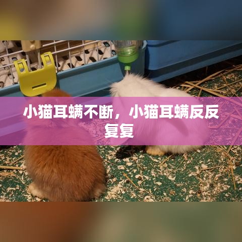 小猫耳螨不断，小猫耳螨反反复复 