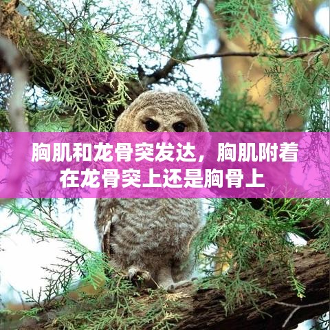 胸肌和龙骨突发达，胸肌附着在龙骨突上还是胸骨上 
