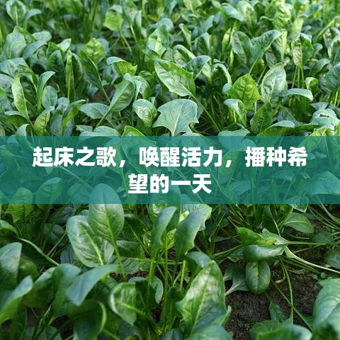 起床之歌，唤醒活力，播种希望的一天