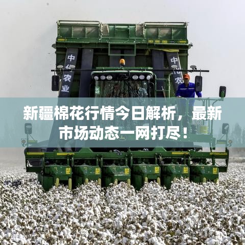 新疆棉花行情今日解析，最新市场动态一网打尽！