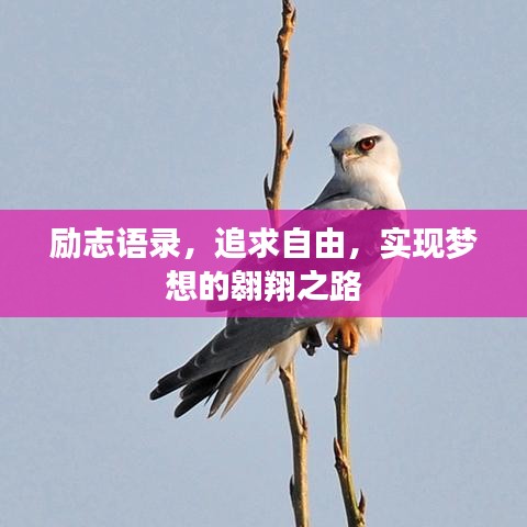 励志语录，追求自由，实现梦想的翱翔之路