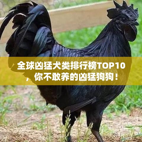 全球凶猛犬类排行榜TOP10，你不敢养的凶猛狗狗！