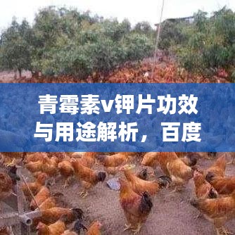 青霉素v钾片功效与用途解析，百度权威收录标题推荐