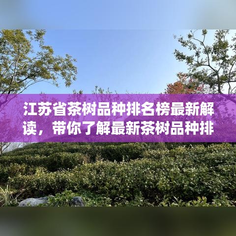 江苏省茶树品种排名榜最新解读，带你了解最新茶树品种排名资讯！