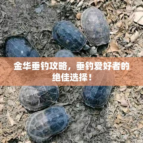 金华垂钓攻略，垂钓爱好者的绝佳选择！