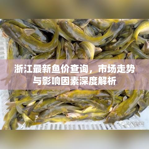 浙江最新鱼价查询，市场走势与影响因素深度解析