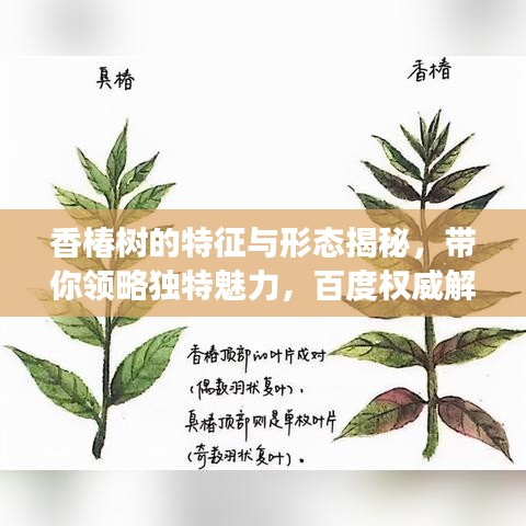 香椿树的特征与形态揭秘，带你领略独特魅力，百度权威解读！