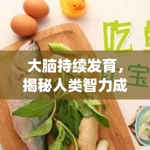 大脑持续发育，揭秘人类智力成长的奥秘