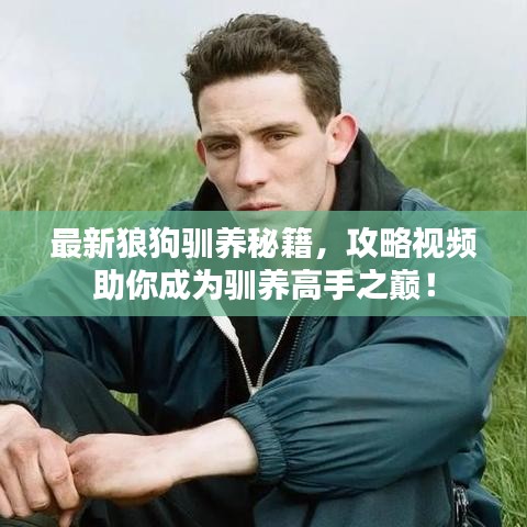最新狼狗驯养秘籍，攻略视频助你成为驯养高手之巅！