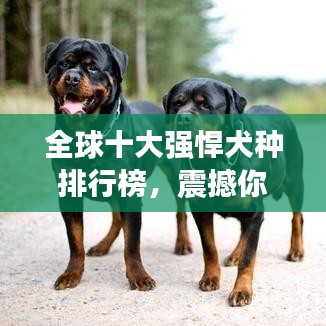 全球十大强悍犬种排行榜，震撼你的视觉！