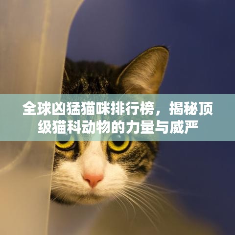全球凶猛猫咪排行榜，揭秘顶级猫科动物的力量与威严
