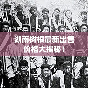 湖南树根最新出售价格大揭秘！