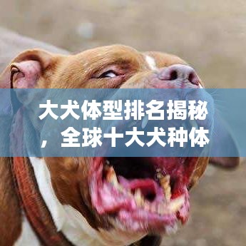 大犬体型排名揭秘，全球十大犬种体型榜单