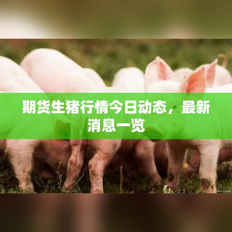 期货生猪行情今日动态，最新消息一览