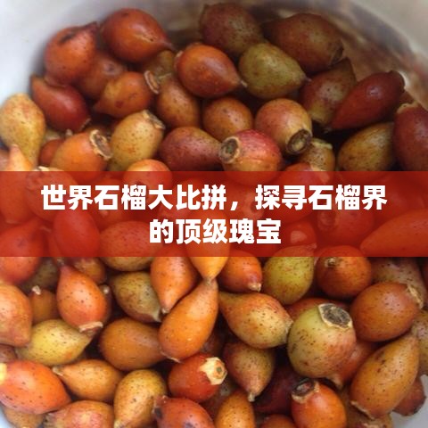 世界石榴大比拼，探寻石榴界的顶级瑰宝