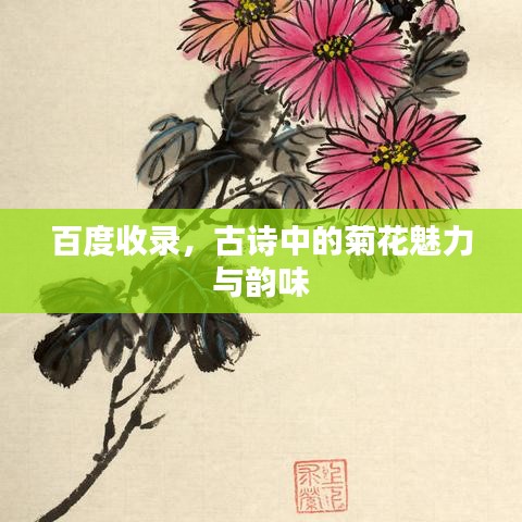 百度收录，古诗中的菊花魅力与韵味