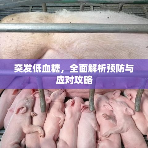 突发低血糖，全面解析预防与应对攻略