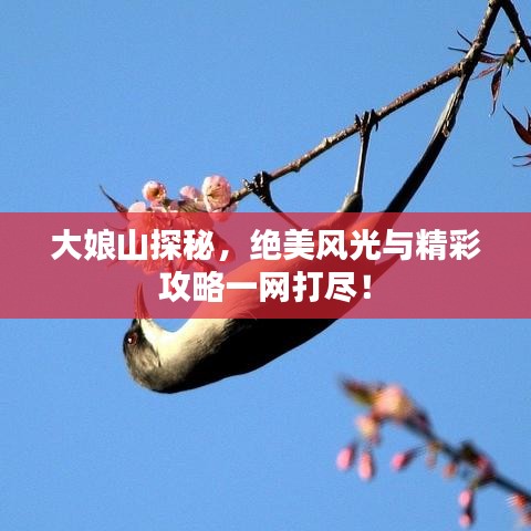 大娘山探秘，绝美风光与精彩攻略一网打尽！