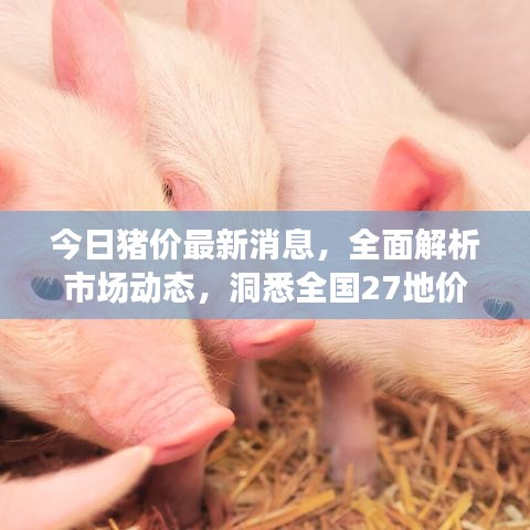 今日猪价最新消息，全面解析市场动态，洞悉全国27地价格变化！