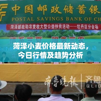 菏泽小麦价格最新动态，今日行情及趋势分析