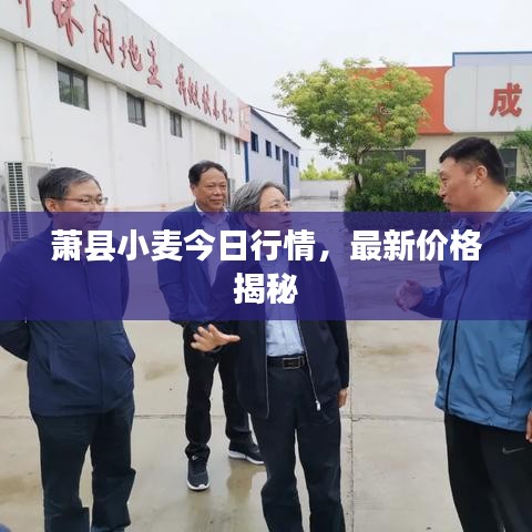 萧县小麦今日行情，最新价格揭秘