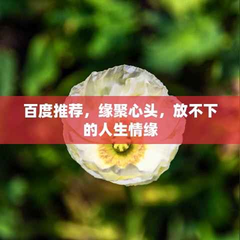 百度推荐，缘聚心头，放不下的人生情缘