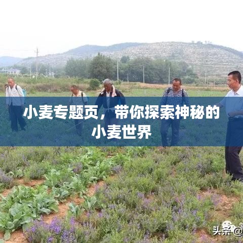 小麦专题页，带你探索神秘的小麦世界
