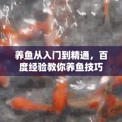 养鱼从入门到精通，百度经验教你养鱼技巧