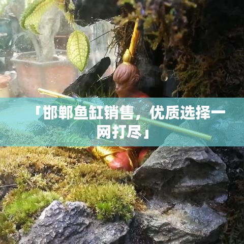 「邯郸鱼缸销售，优质选择一网打尽」