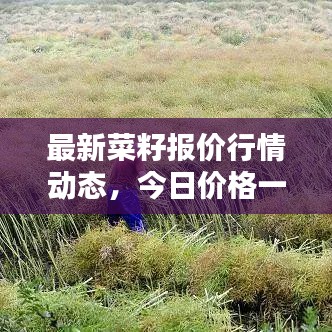 最新菜籽报价行情动态，今日价格一网打尽！