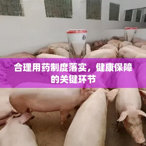 合理用药制度落实，健康保障的关键环节