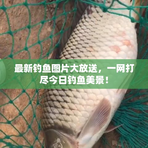 最新钓鱼图片大放送，一网打尽今日钓鱼美景！