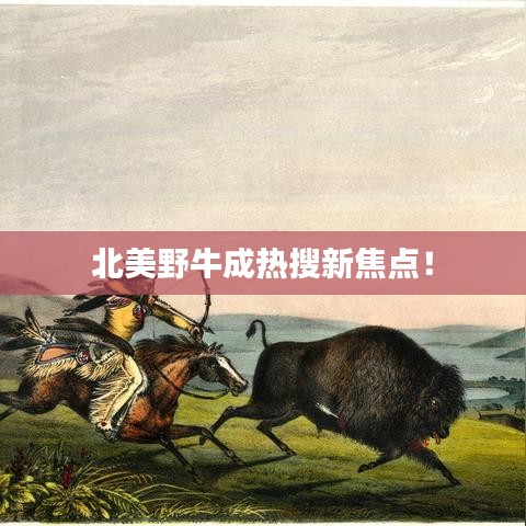 北美野牛成热搜新焦点！