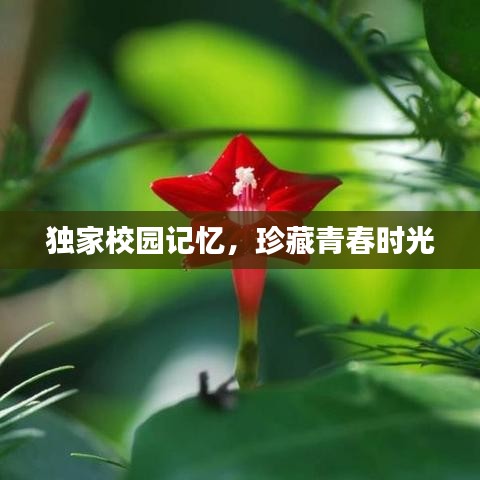 独家校园记忆，珍藏青春时光