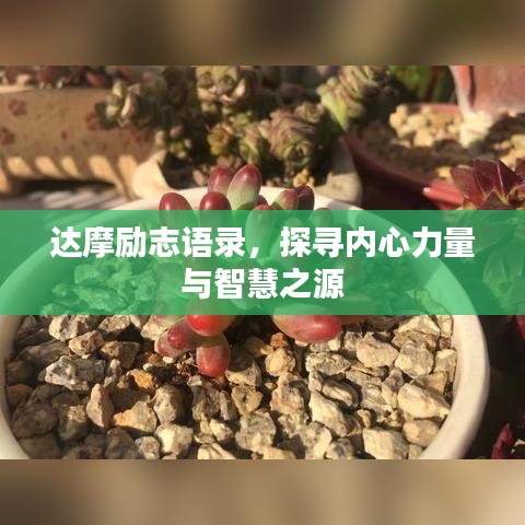 达摩励志语录，探寻内心力量与智慧之源